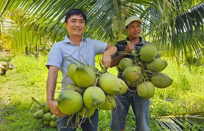 Giá dừa tăng phi mã